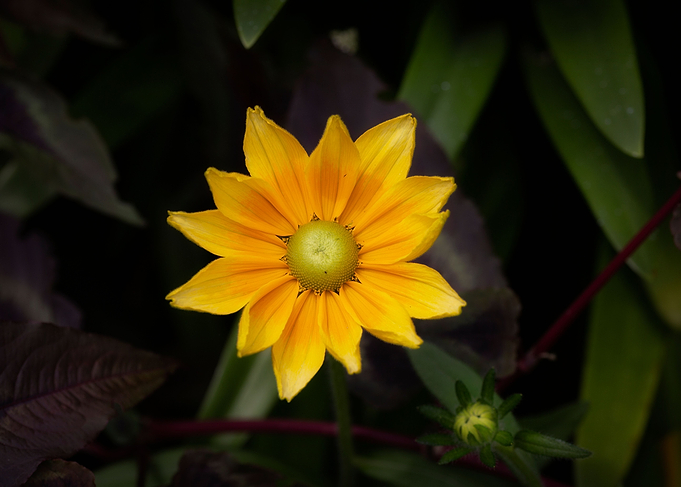 Rudbeckia Prairie Gold