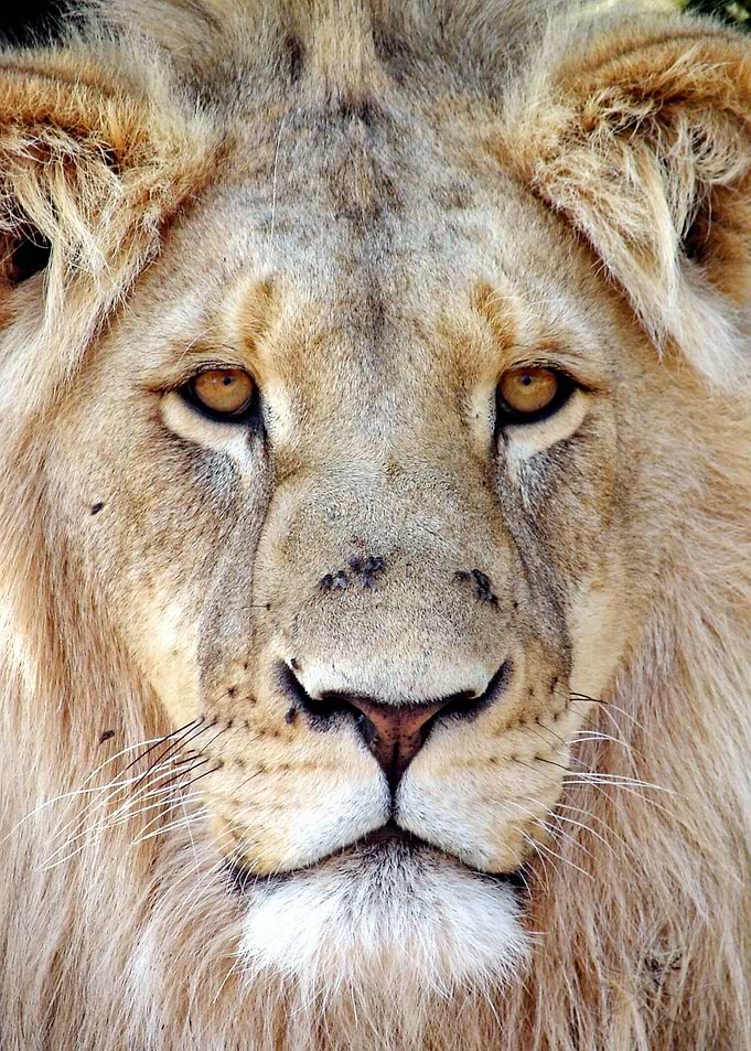 Lion Face 3789