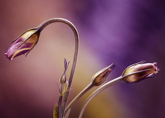 Eustoma