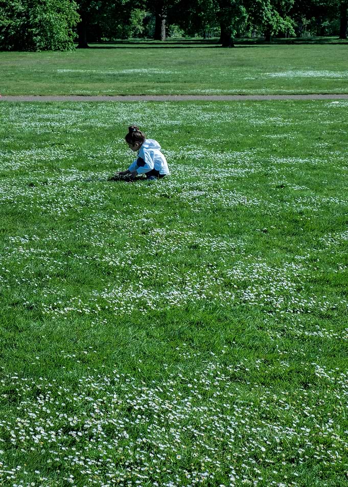 Daisies in the park