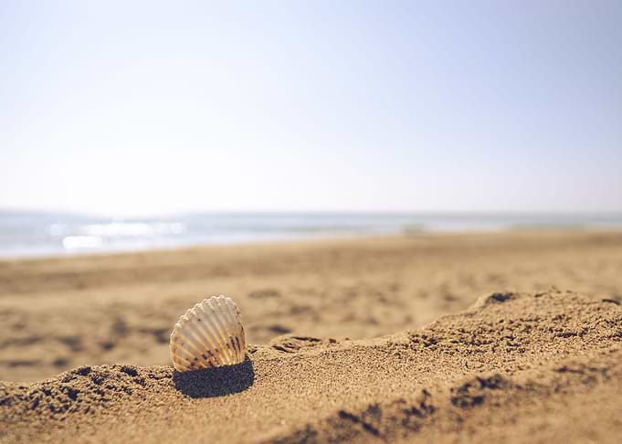 Seashell by the sea