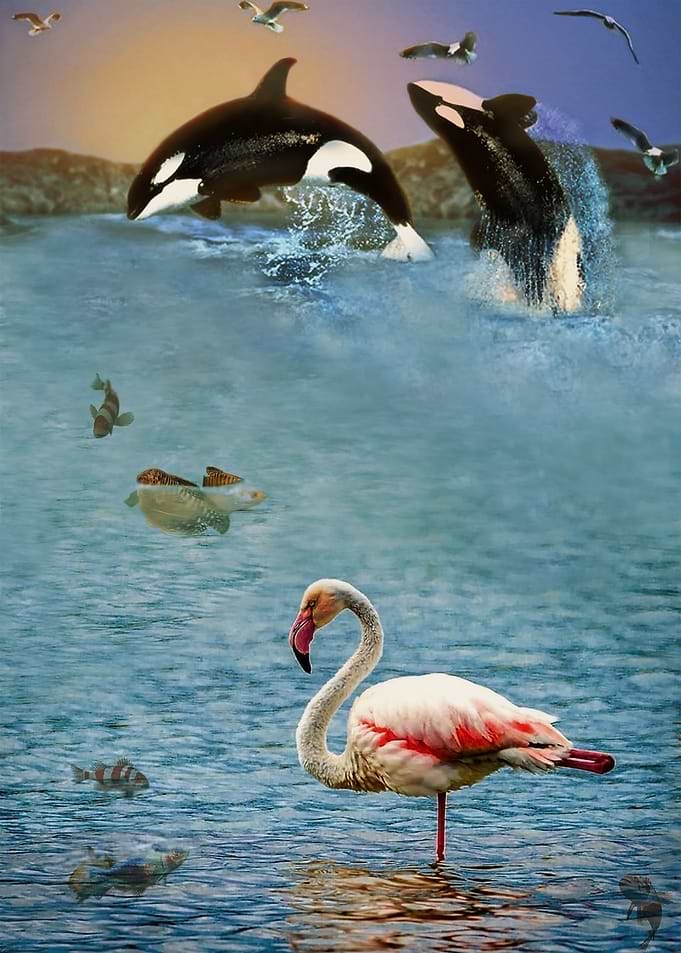 Bird 02 Flamingo