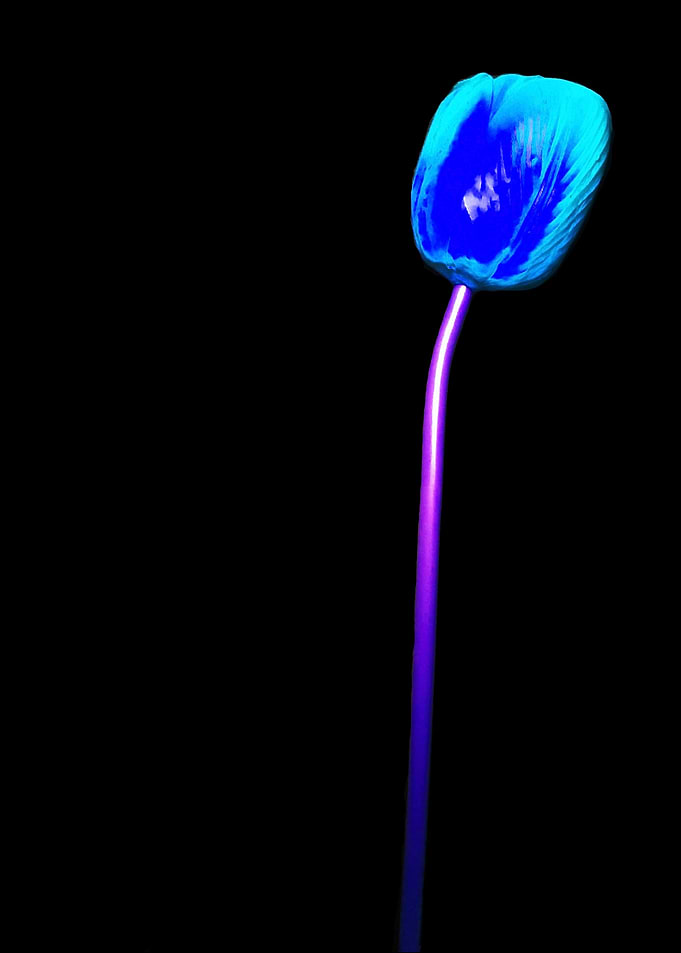Neon Tulip