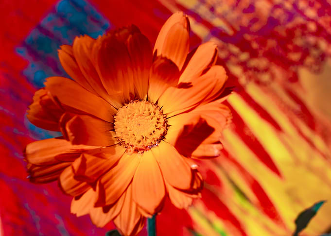 Marigold for Art