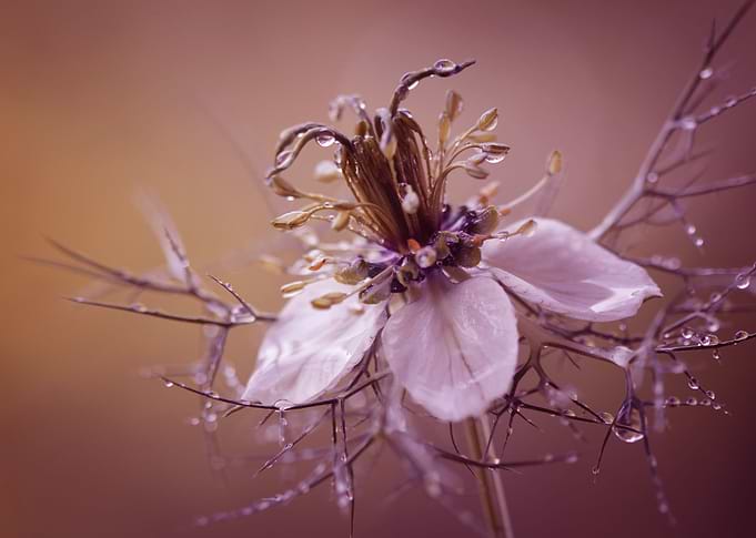 Nigella