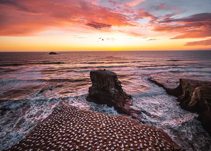 Muriwai beach Gannets