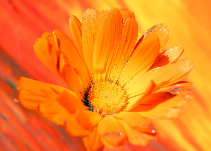 Marigold for Art
