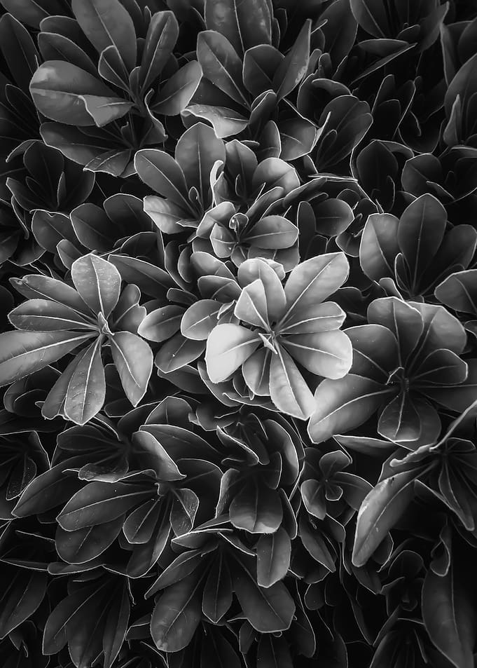 leaves texture