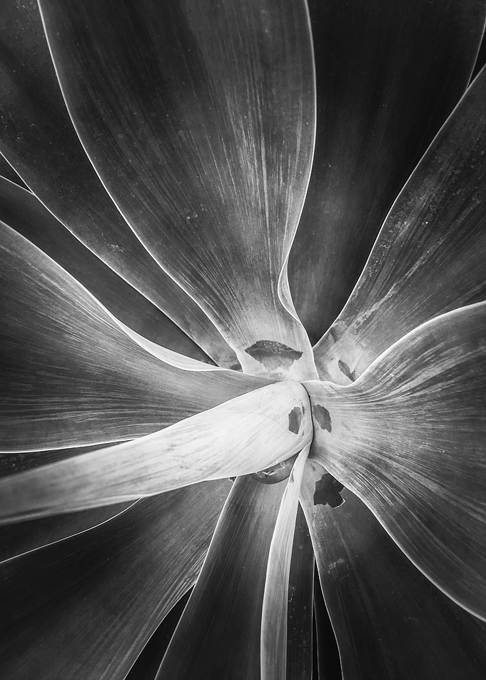 succulent plant