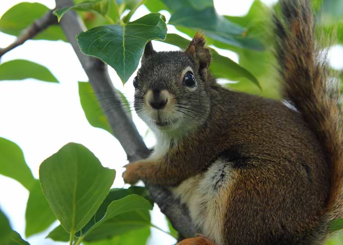 Squirrel sitting on Tree