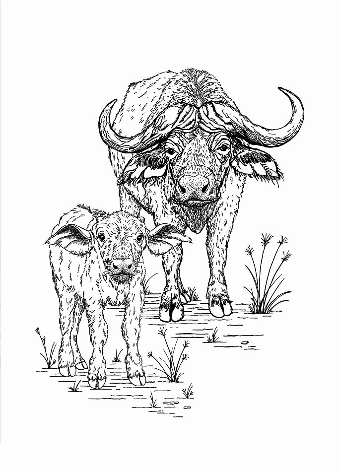 Buffalo