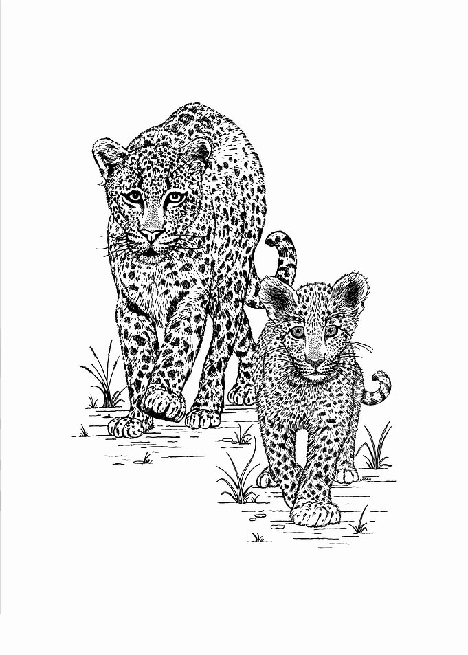 Leopard