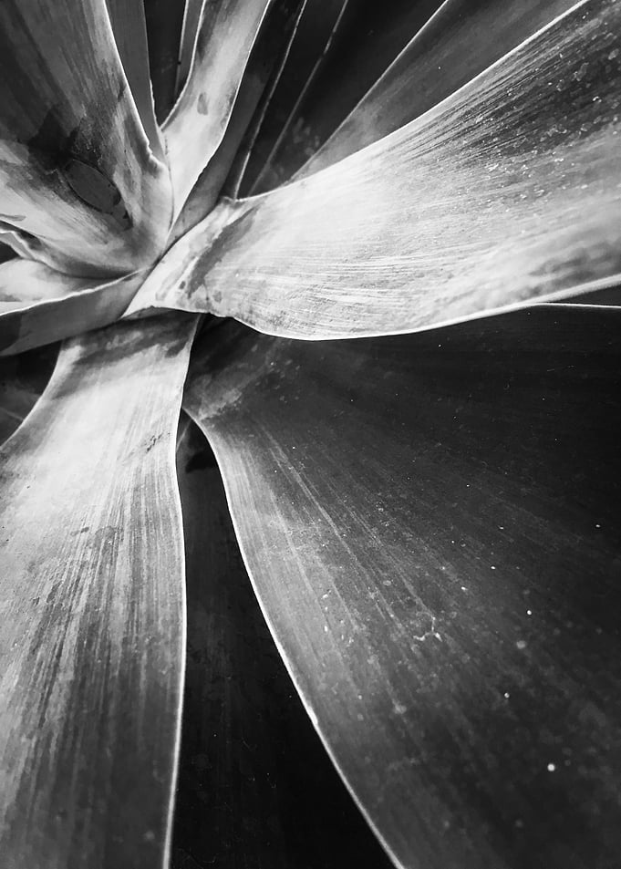 succulent leaf