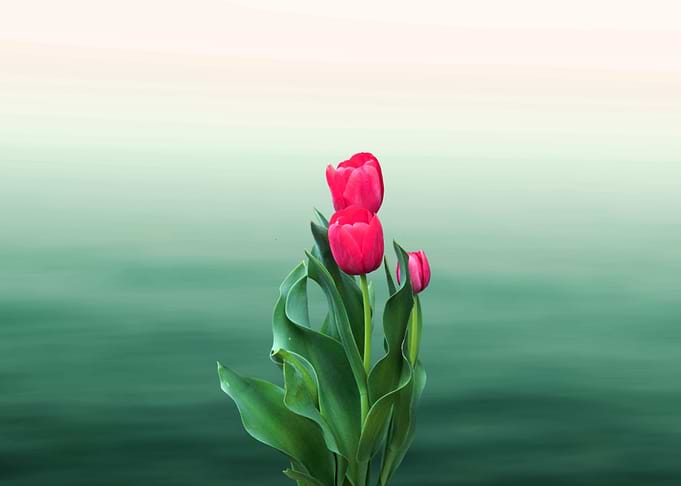 Rose Blossoms