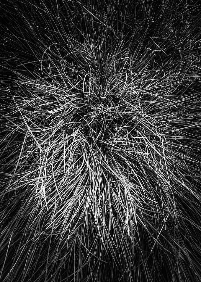 grass texture abstract