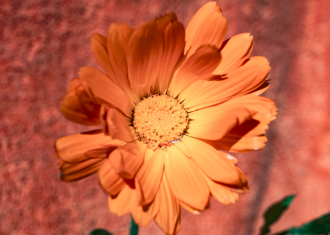 Marigold for Art