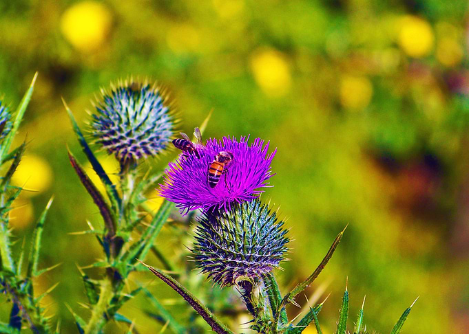 Couple of Bees