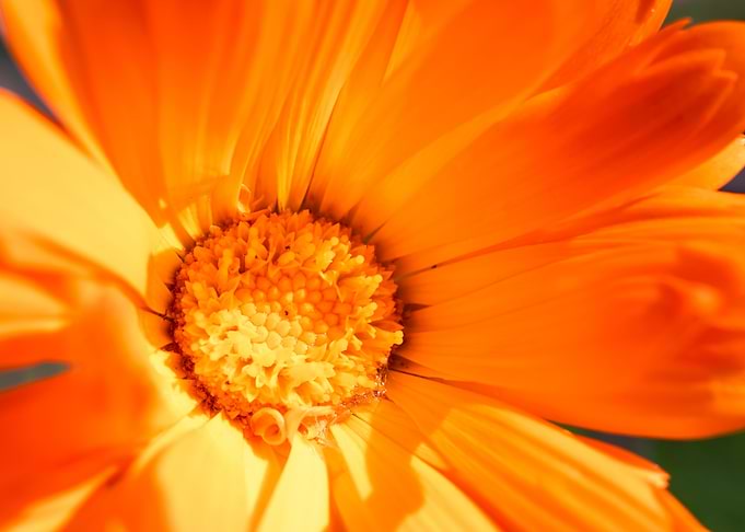 Marigold for Art