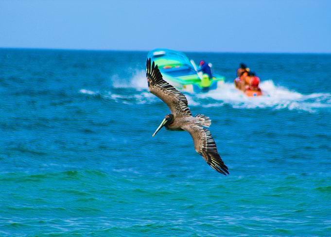 Pelican