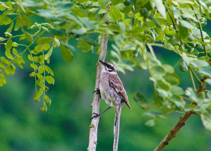 Bird