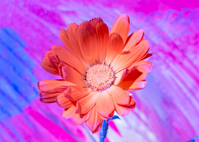 Marigold for Art