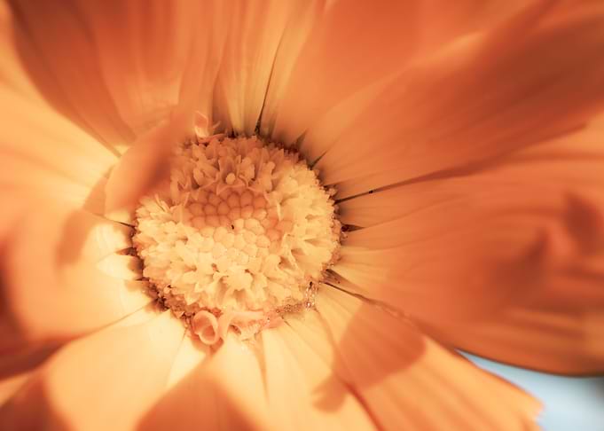 Marigold for Art