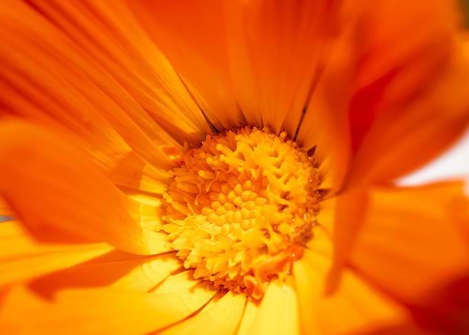 Marigold for Art