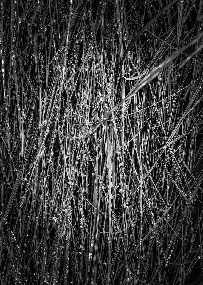 grass texture abstract