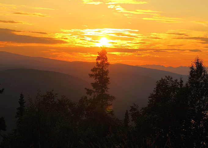 Midnight Sun over Tree