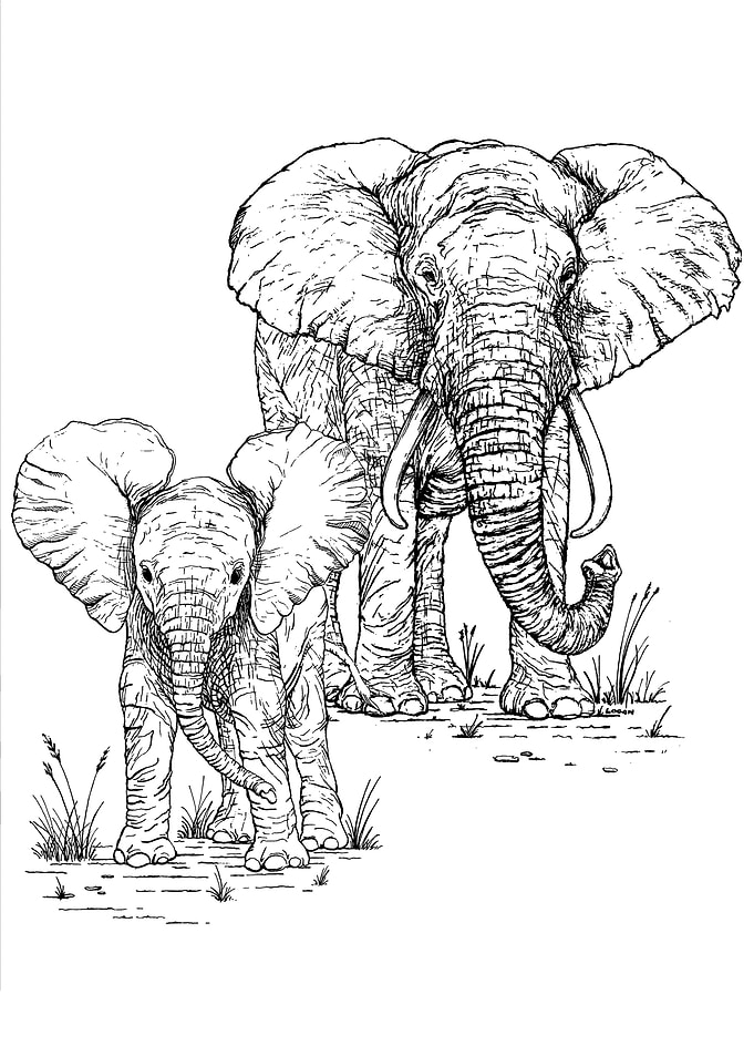 Elephant