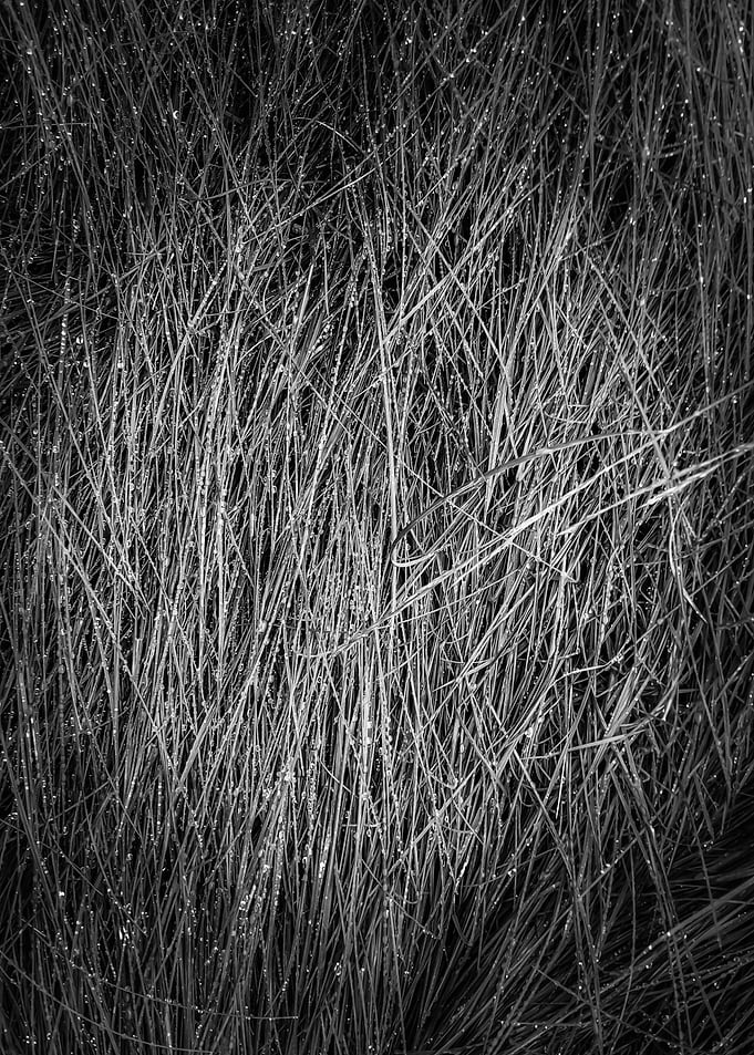 grass texture abstract