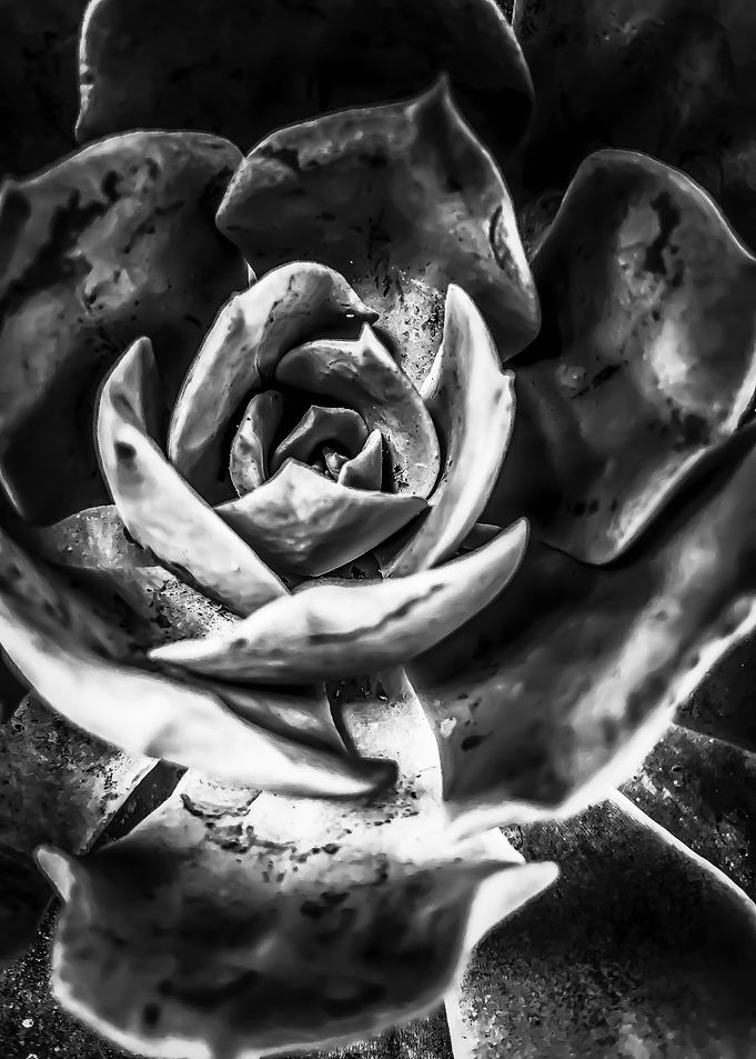 succulent plant