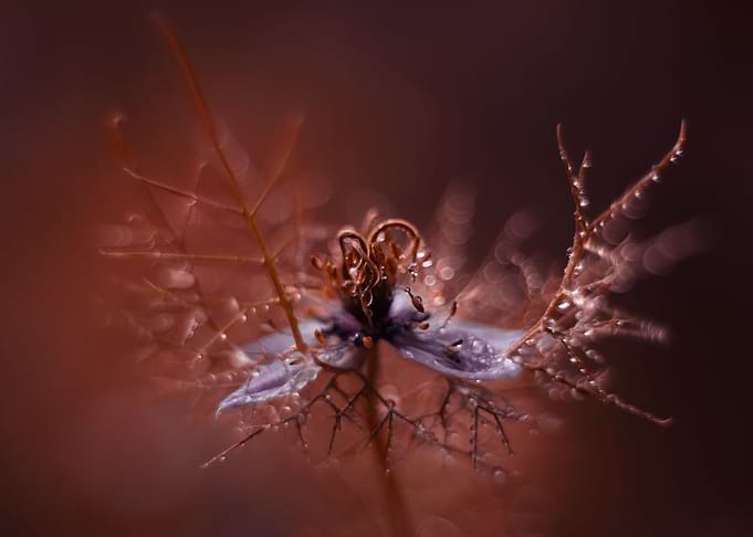 Nigella