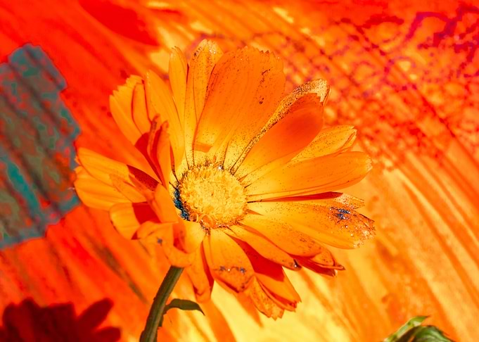 Marigold for Art