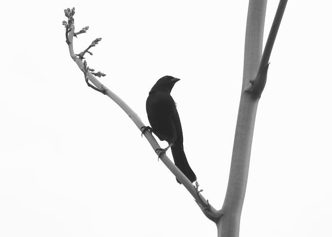 Raven