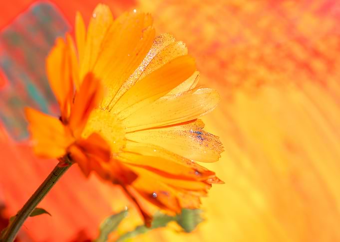 Marigold for Art