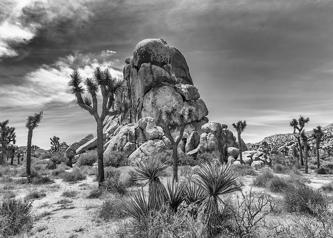 Joshua Tree National Park