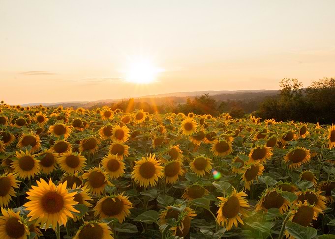 Sunset Sunflowers