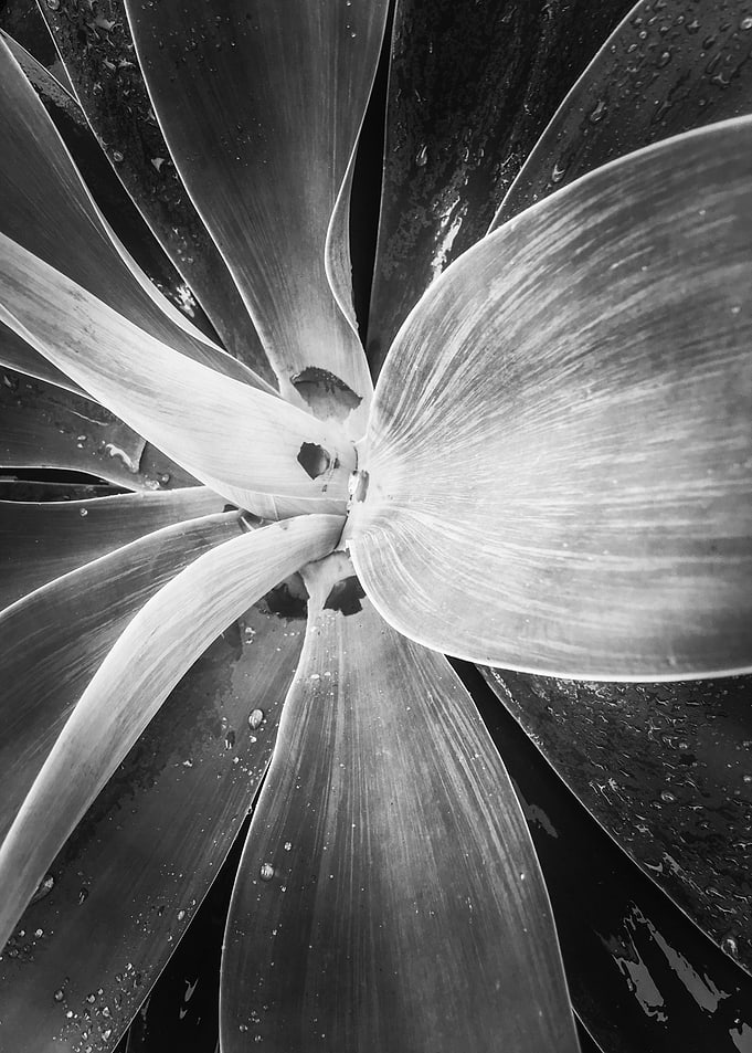 succulent plant