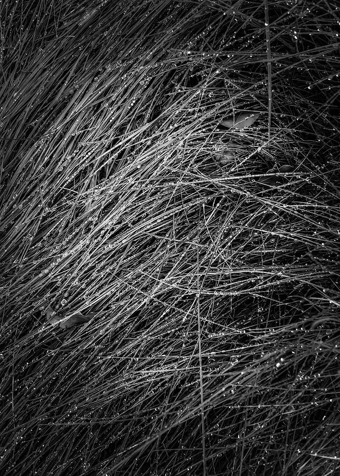 grass texture abstract