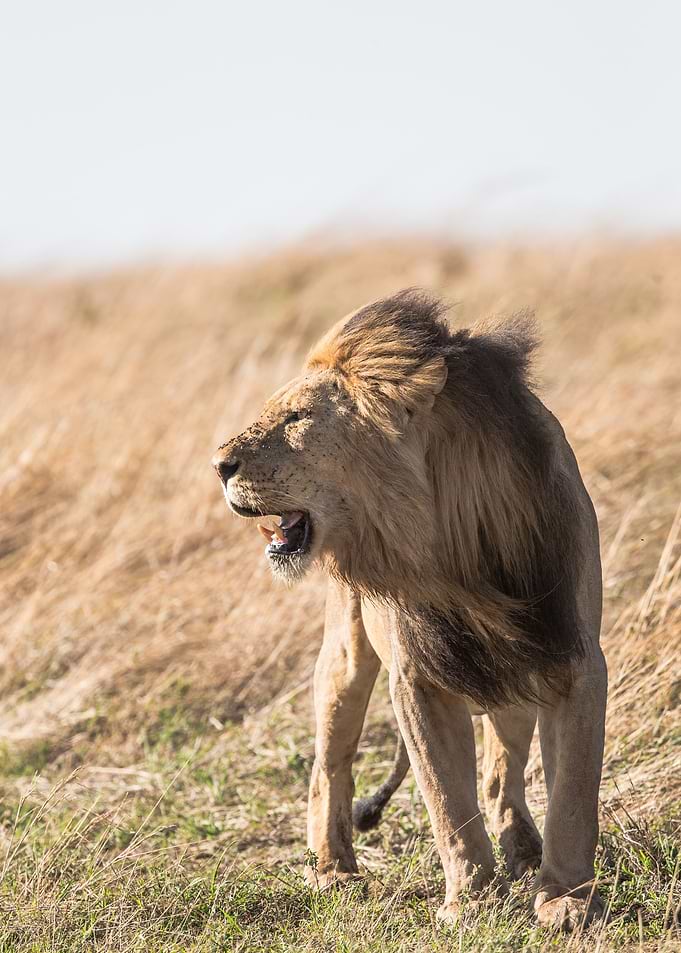 lion