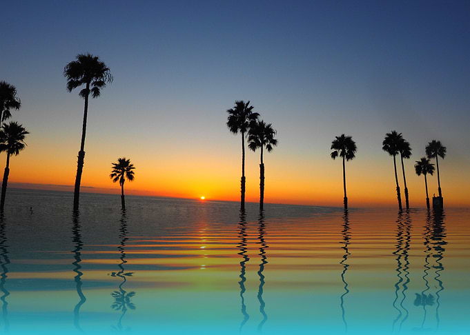 Palm Trees