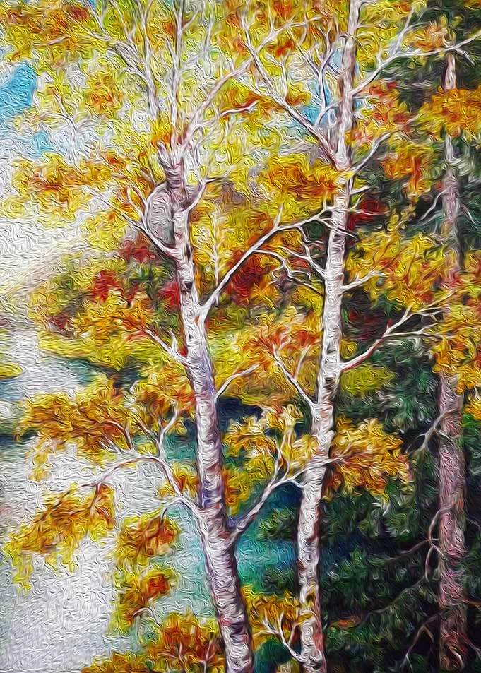 Birch forest