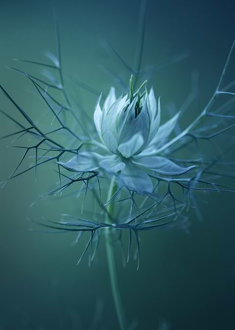Nigella