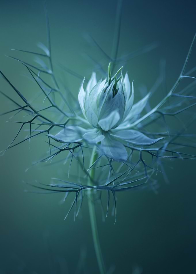 Nigella