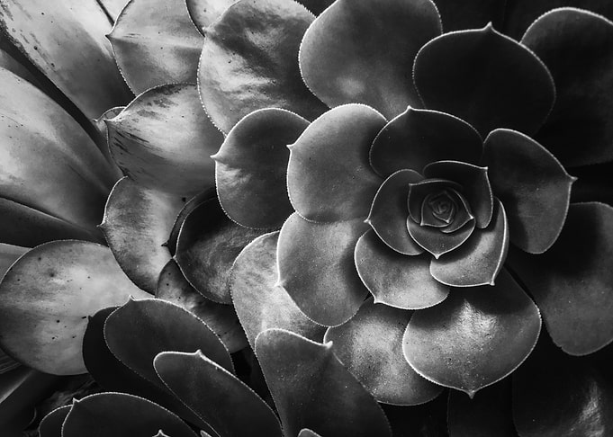succulent plant