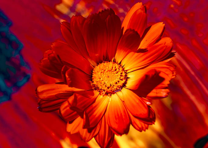Marigold for Art