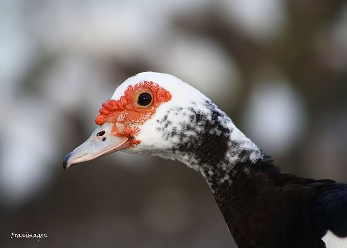 El pato