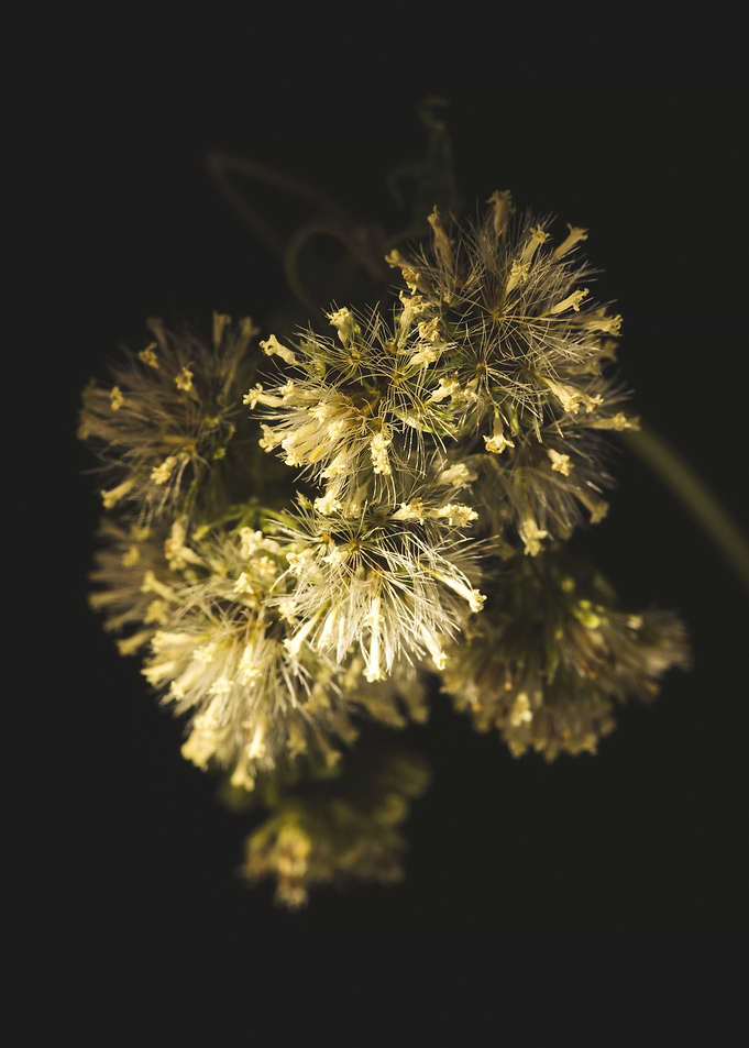 Flowers Remember
