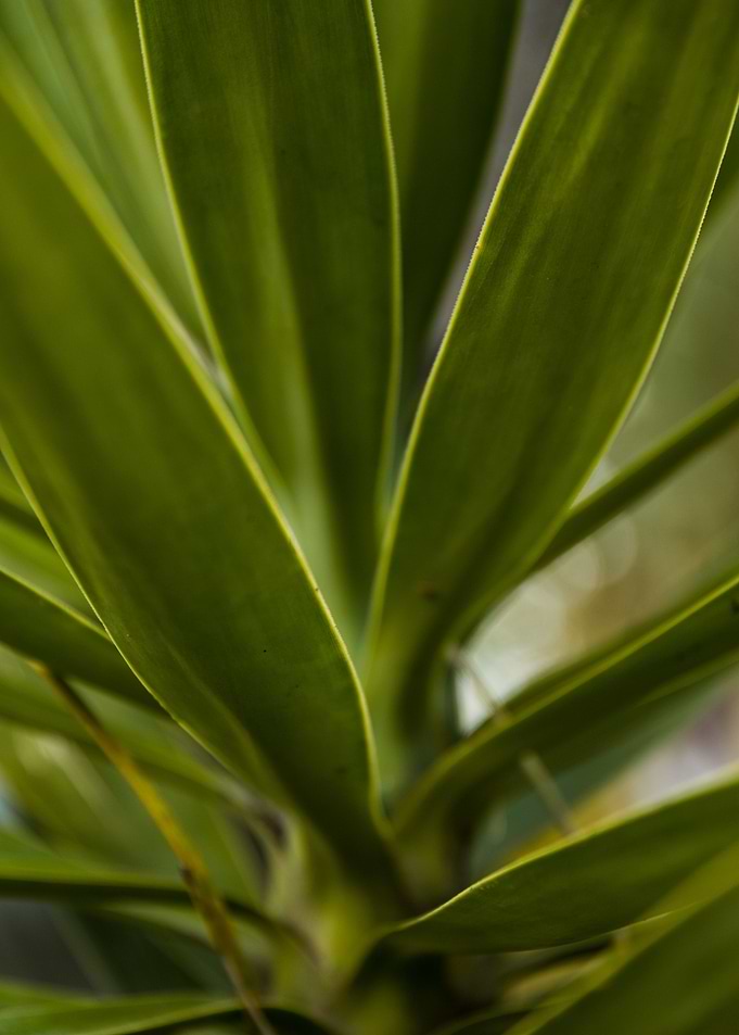 long leaves 3